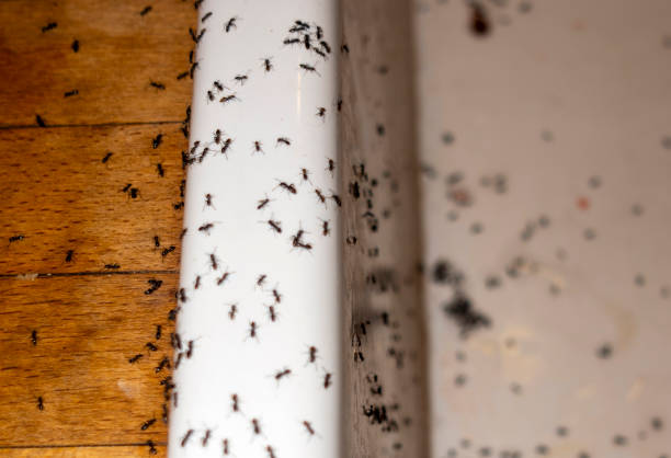 Best Best Pest Control Companies  in Kewaskum, WI