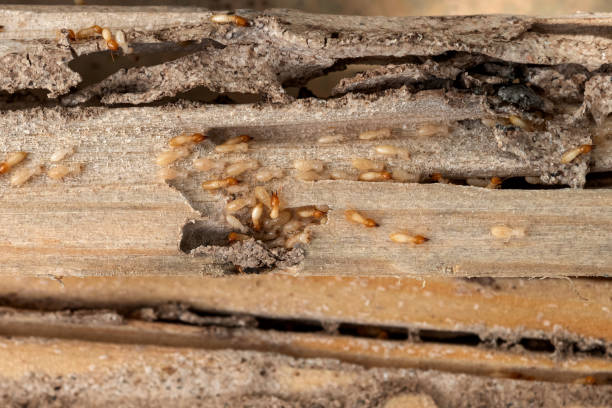 Best Pest Inspection Near Me  in Kewaskum, WI