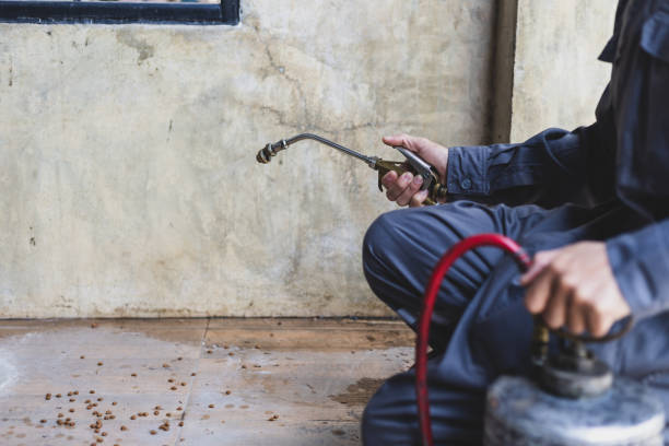 Best Local Pest Control Services  in Kewaskum, WI
